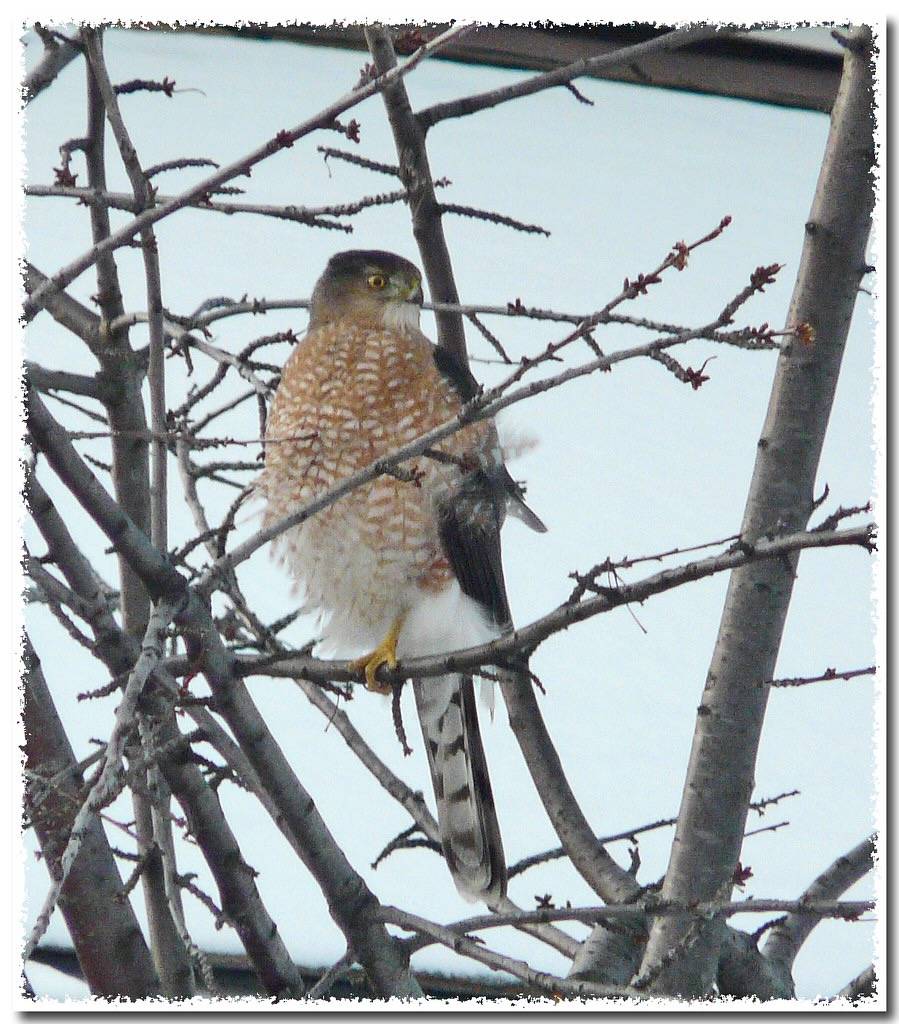 Cooper's Hawk by ~Sage~ is licensed under CC BY-NC-ND 2.0
